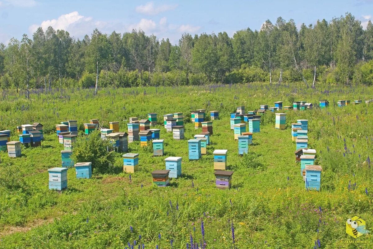 ПАМЯТКА ПО ВВОЗУ, СОДЕРЖАНИЮ И РЕАЛИЗАЦИИ  ПЧЁЛ И ПРОДУКЦИИ ПЧЕЛОВОДСТВА.